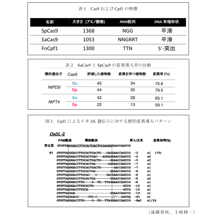 表1 Cas9およびCpf1の特徴?表2 SaCas9とSpCas9の変異導入率の比較?図1 Cpf1によるイネDL遺伝子に対する標的変異導入パターン