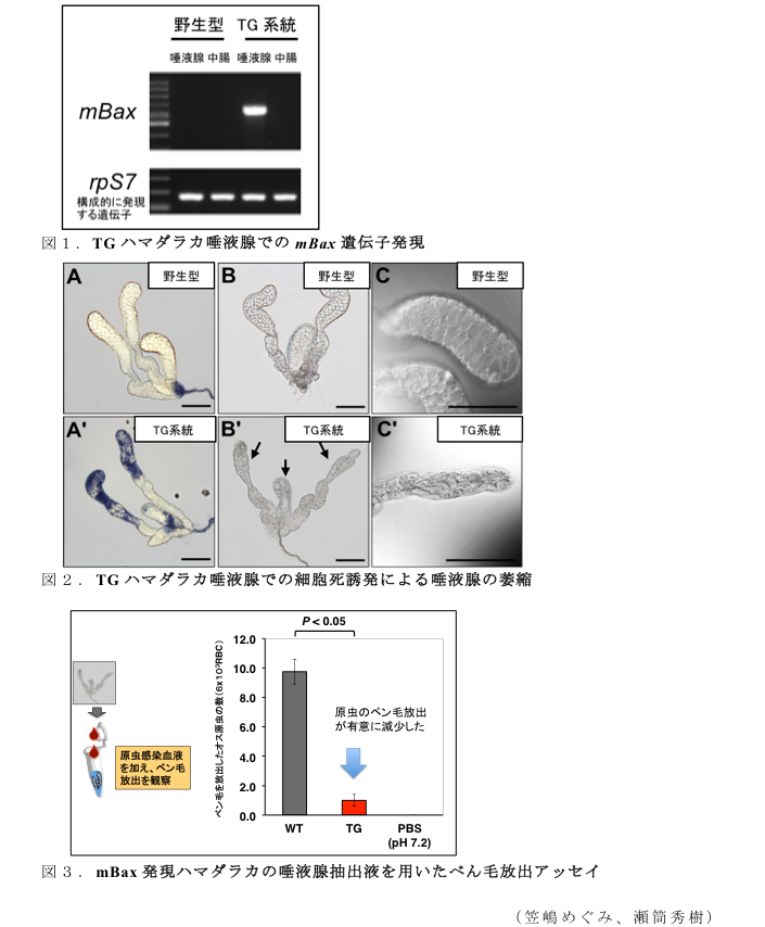 図1. TGハマダラカ唾液腺でのmBax遺伝子発現?図2. TGハマダラカ唾液腺での細胞死誘発による唾液腺の萎縮?図3. mBax発現ハマダラカの唾液腺抽出液を用いたべん毛放出アッセイ