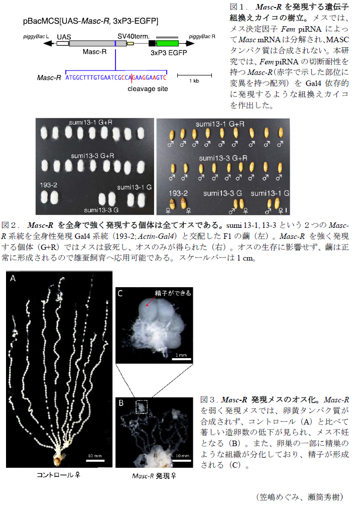 図1. Masc-Rを発現する遺伝子組換えカイコの樹立。?図2. Masc-Rを全身で強く発現する個体は全てオスである。?図3. Masc-R発現メスのオス化。