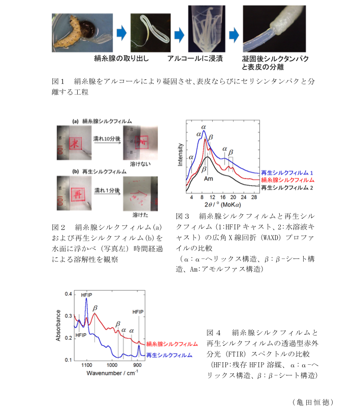 図1 絹糸腺をアルコールにより凝固させ、表皮ならびにセリシンタンパクと分離する工程?図2 絹糸腺シルクフィルム(a)および再生シルクフィルム(b)を水面に浮かべ(写真左)時間経過による溶解性を観察?図3 絹糸腺シルクフィルムと再生シルクフィルム(1:HFIPキャスト、2:水溶液キャスト)の広角X線回折(WAXD)プロファイルの比較?図4 絹糸腺シルクフィルムと再生シルクフィルムの透過型赤外分光(FTIR)スペクトルの比較