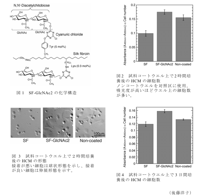 図1 SF-GlcNAc2の化学構造?図2 試料コートウエル上で2時間培養後のHCMの細胞数?図3 試料コートウエル上で2時間培養後のHCMの形態?図4 試料コートウエル上で3日間培養後のHCMの細胞数