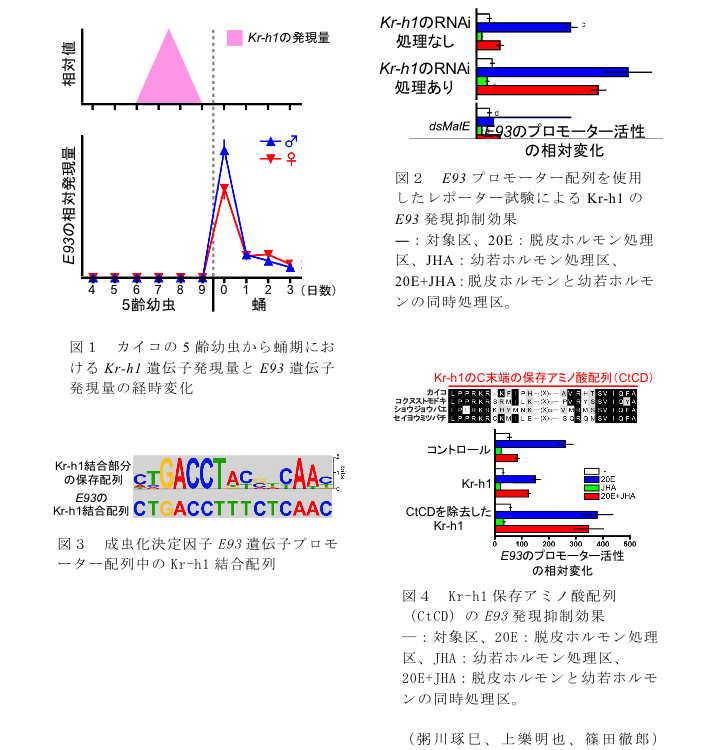 図1 カイコの5齢幼虫から蛹期におけるKr-h1遺伝子発現量とE93遺伝子発現量の経時変化?図2 E93プロモーター配列を使用したレポーター試験によるKr-h1のE93発現抑制効果?図3 成虫化決定因子E93遺伝子プロモーター配列中のKr-h1結合配列?図4 Kr-h1保存アミノ酸配列(CtCD)のE93発現抑制効果
