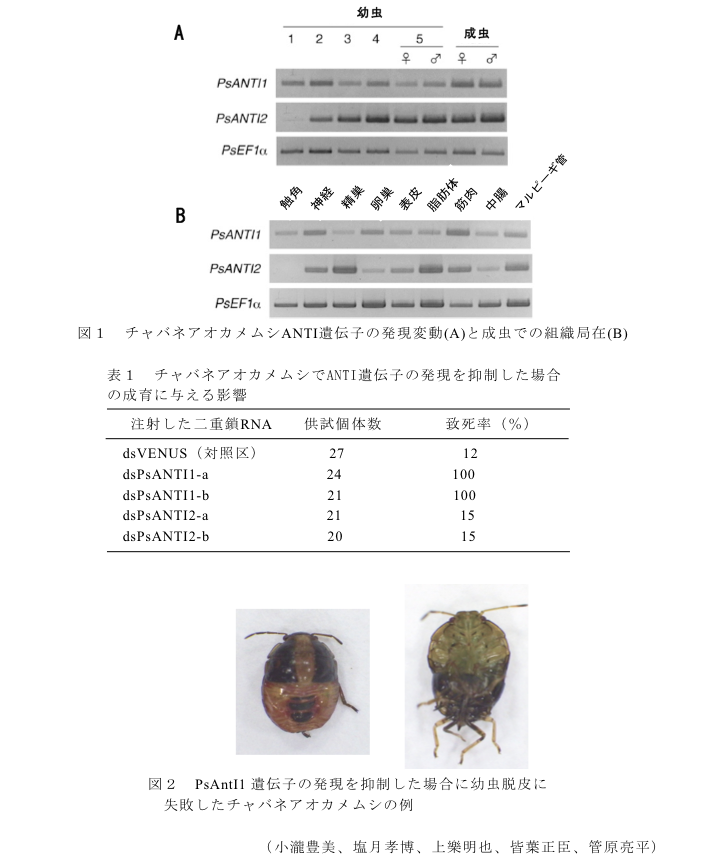 図1 チャバネアオカメムシANTI遺伝子の発現変動(A)と成虫での組織局在(B)?表1 チャバネアオカメムシでANTI遺伝子の発現を抑制した場合の成育に与える影響?図2 PsAntI1遺伝子の発現を抑制した場合に幼虫脱皮に失敗したチャバネアオカメムシの例