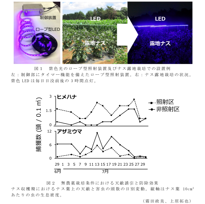 図1 紫色光のロープ型照射装置及びナス露地栽培での設置例?図2 無農薬栽培条件における天敵誘引と防除効果
