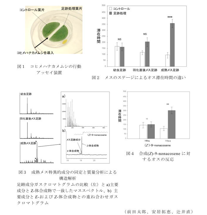 図1 コヒメハナカメムシの行動アッセイ装置?図2 メスのステージによるオス滞在時間の違い?図3 成熟メス特異的成分の同定と質量分析による構造解析?図4 合成(Z)-9-nonacoseneに対するオスの反応