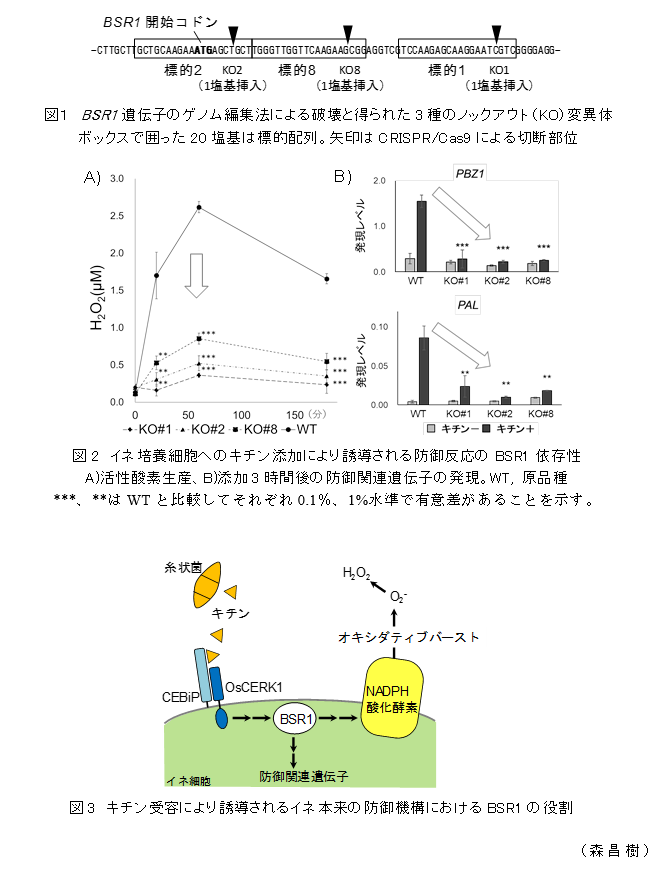 図1 BSR1遺伝子のゲノム編集法による破壊と得られた3種のノックアウト(KO)変異体ボックスで囲った20塩基は標的配列。矢印はCRISPR/Cas9による切断部位;図2 イネ培養細胞へのキチン添加により誘導される防御反応のBSR1依存性;図3 キチン受容により誘導されるイネ本来の防御機構におけるBSR1の役割