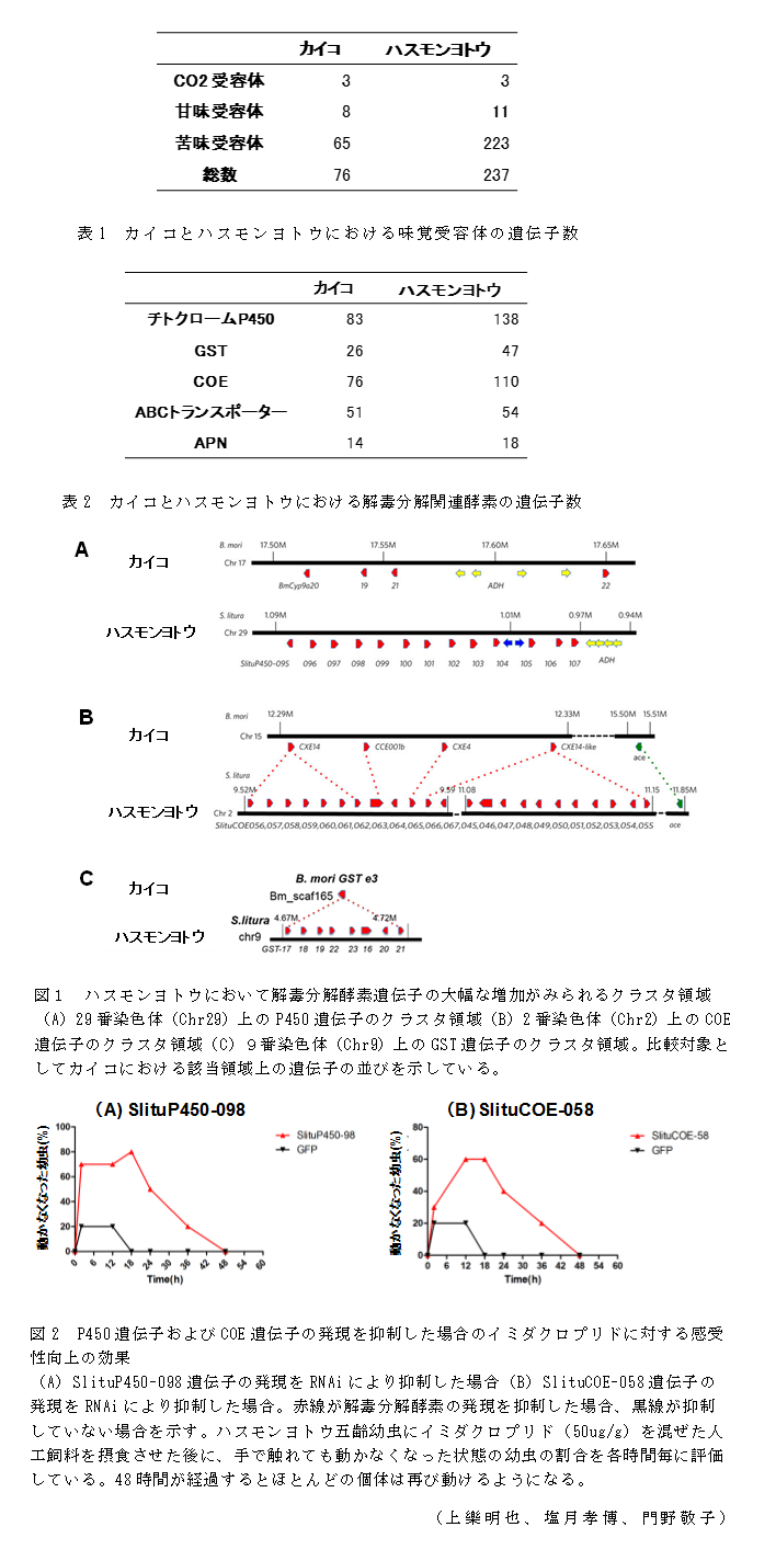 表1 カイコとハスモンヨトウにおける味覚受容体の遺伝子数;表2 カイコとハスモンヨトウにおける解毒分解関連酵素の遺伝子数;図1 ハスモンヨトウにおいて解毒分解酵素遺伝子の大幅な増加がみられるクラスタ領域;図2 P450遺伝子およびCOE遺伝子の発現を抑制した場合のイミダクロプリドに対する感受性向上の効果