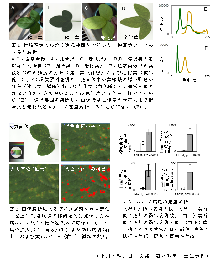 図1.栽培現場における環境要因を排除した作物画像データの取得と解析;図2.画像解析によるダイズ病斑の定量評価;図3.ダイズ病斑の定量解析