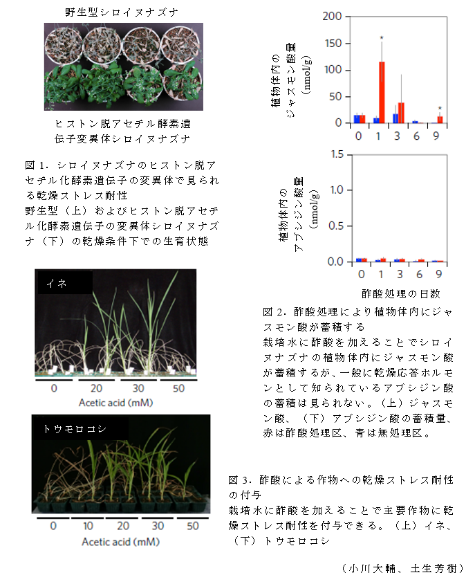 図1.シロイヌナズナのヒストン脱アセチル化酵素遺伝子の変異体で見られる乾燥ストレス耐性;図2.酢酸処理により植物体内にジャスモン酸が蓄積する;図3.酢酸による作物への乾燥ストレス耐性の付与