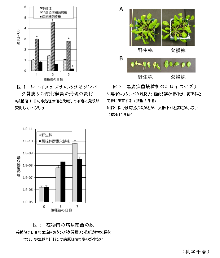 図1 シロイヌナズナにおけるタンパク質脱リン酸化酵素の発現の変化;図2 黒腐病菌接種後のシロイヌナズナ;図3 植物内の病原細菌の数
