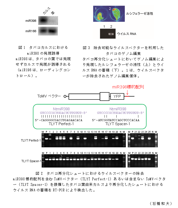 図1 タバコカルスにおけるmiR398の発現誘導;図2 タバコ再分化シュートにおけるウイルスベクターの除去;図3 除去可能なウイルスベクターを利用したタバコのゲノム編集