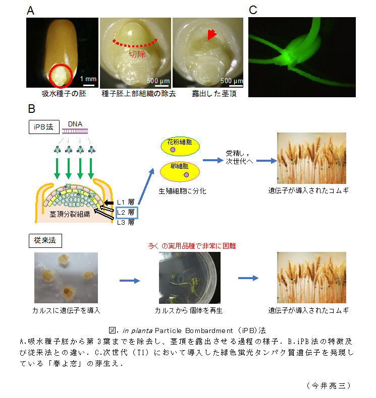 図.in planta Particle Bombardment (iPB)法