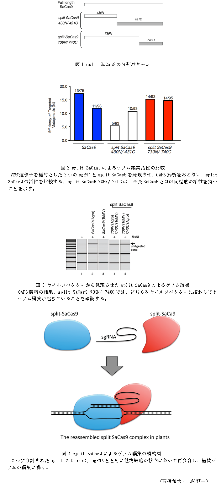 図1 split SaCas9の分割パターン;図2 split SaCas9によるゲノム編集活性の比較;図3 ウイルスベクターから発現させたsplit SaCas9によるゲノム編集;図4 split SaCas9によるゲノム編集の模式図
