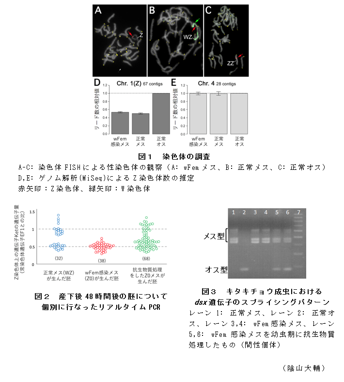 図1 染色体の調査;図2 産下後48時間後の胚について個別に行なったリアルタイムPCR;図3 キタキチョウ成虫におけるdsx遺伝子のスプライシングパターン