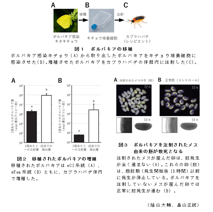 図1 ボルバキアの移植;図2 移植されたボルバキアの増殖;図3 ボルバキアを注射されたメス由来の胚が致死となる
