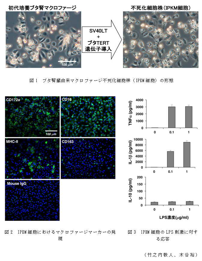 図1 ブタ腎臓由来マクロファージ不死化細胞株(IPKM細胞)の形態;図2 IPKM細胞におけるマクロファージマーカーの発現;図3 IPKM細胞のLPS刺激に対する応答