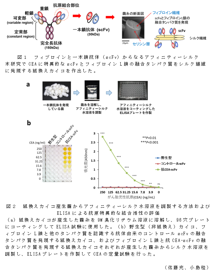 図1 フィブロインと一本鎖抗体(scFv)からなるアフィニティーシルク;図2 組換えカイコ産生繭からアフィニティーシルク水溶液を調製する方法およびELISAによる抗原特異的な結合活性の評価