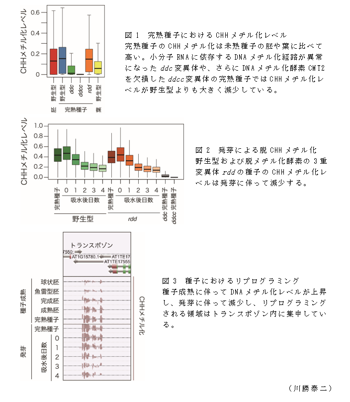 図1 完熟種子におけるCHHメチル化レベル;図2 発芽による脱CHHメチル化;図3 種子におけるリプログラミング