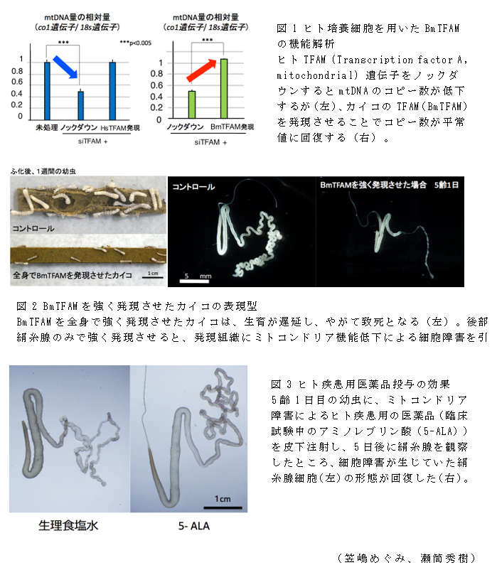 図1 ヒト培養細胞を用いたBmTFAMの機能解析;図2 BmTFAMを強く発現させたカイコの表現型;図3 ヒト疾患用医薬品投与の効果