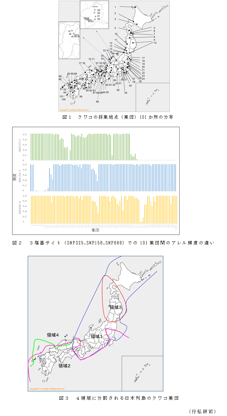図1 クワコの採集地点(集団)101か所の分布;図2 3塩基サイト(SNP325,SNP156,SNP666)での101集団間のアレル頻度の違い;図3 4領域に分割される日本列島のクワコ集団