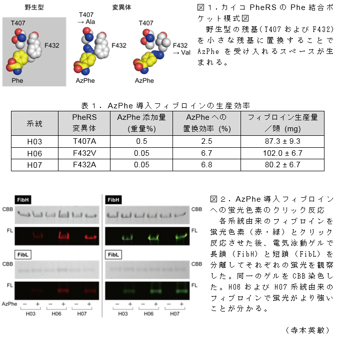 図1.カイコPheRSのPhe結合ポケット模式図;図2.AzPhe導入フィブロインへの蛍光色素のクリック反応