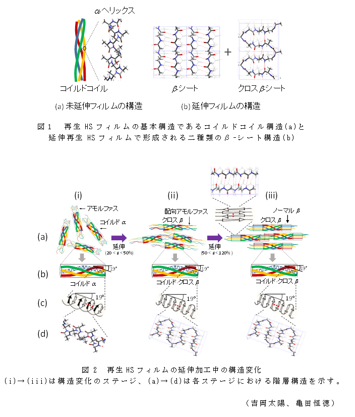 図1 再生HSフィルムの基本構造であるコイルドコイル構造(a)と延伸再生HSフィルムで形成される二種類のβ-シート構造(b);図2  再生HSフィルムの延伸加工中の構造変化