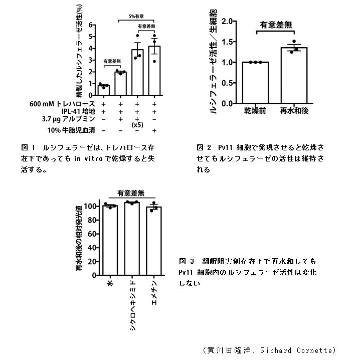 図 1 ルシフェラーゼは、トレハロース存在下であってもin vitroで乾燥すると失活する;図 2 Pv11細胞で発現させると乾燥させてもルシフェラーゼの活性は維持される;図 3 翻訳阻害剤存在下で再水和してもPv11細胞内のルシフェラーゼ活性は変化しない