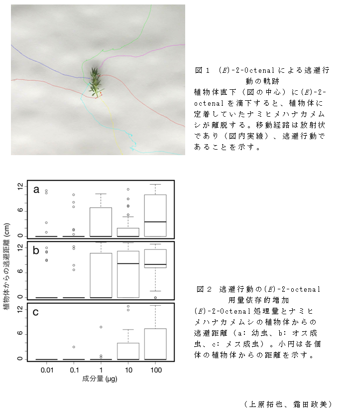 図1 (E)-2-Octenalによる逃避行動の軌跡;図2 逃避行動の(E)-2-octenal用量依存的増加