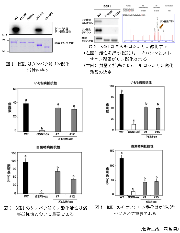 図1 BSR1はタンパク質リン酸化活性を持つ,図2 BSR1は自らチロシンリン酸化する,図3 BSR1のタンパク質リン酸化活性は病害抵抗性において重要である,図4 BSR1のチロシンリン酸化は病害抵抗性において重要である