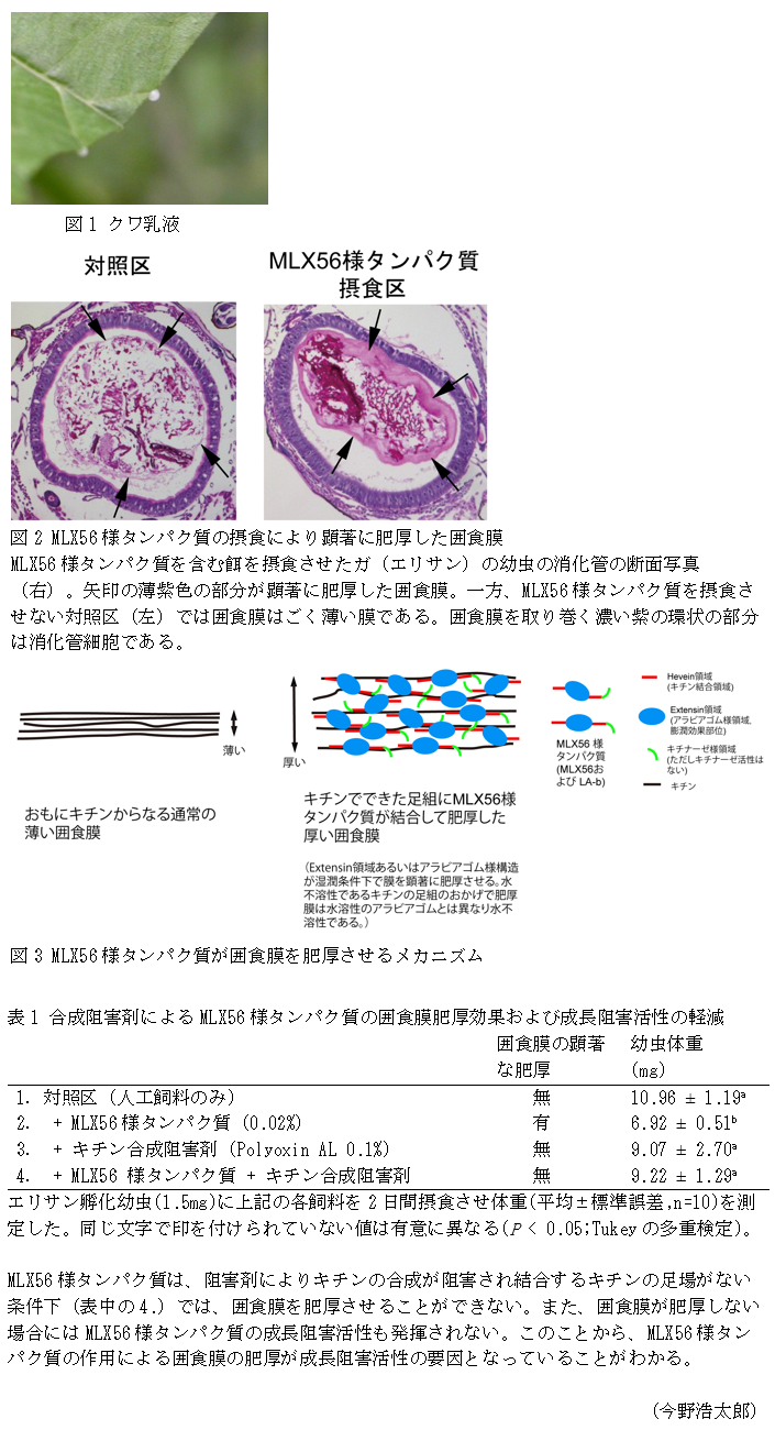 図1 クワ乳液,図2 MLX56様タンパク質の摂食により顕著に肥厚した囲食膜,図3 MLX56様タンパク質が囲食膜を肥厚させるメカニズム,表1 合成阻害剤によるMLX56様タンパク質の囲食膜肥厚効果および成長阻害活性の軽減