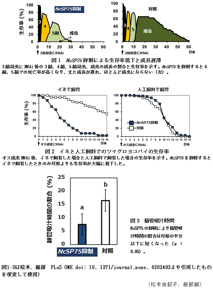 図1 NcSP75抑制による生存率低下と成長遅滞,図2 イネと人工飼料でのツマグロヨコバイの生存率,図3 篩管吸汁時間