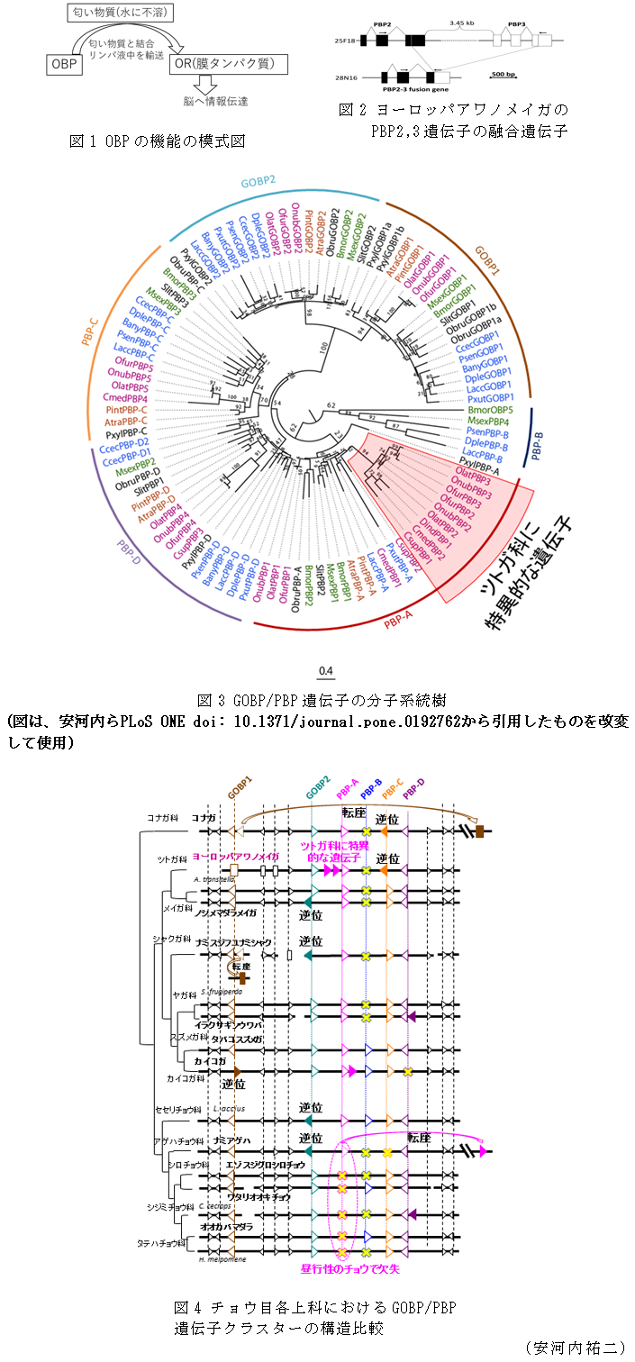 図1 OBPの機能の模式図,図2 ヨーロッパアワノメイガのPBP2,3遺伝子の融合遺伝子,図3 GOBP/PBP遺伝子の分子系統樹,図4 チョウ目各上科におけるGOBP/PBP遺伝子クラスターの構造比較