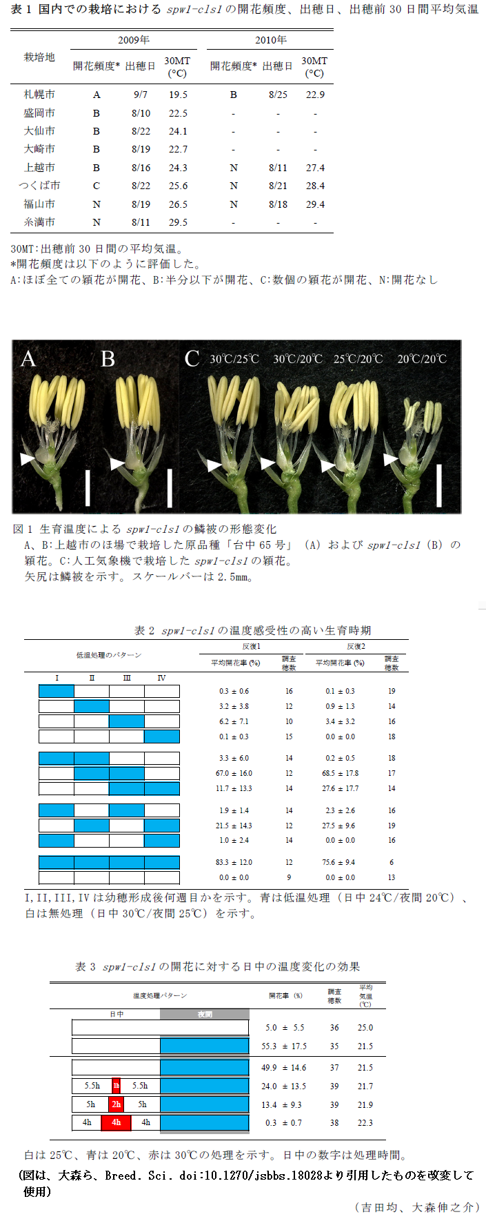 表1 国内での栽培におけるspw1-cls1の開花頻度、出穂日、出穂前30日間平均気温,図1 生育温度によるspw1-cls1の鱗被の形態変化,表2 spw1-cls1の温度感受性の高い生育時期,表3 spw1-cls1の開花に対する日中の温度変化の効果