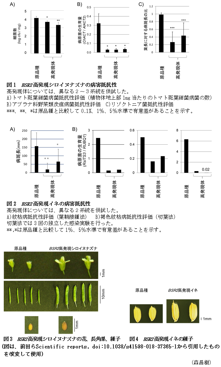 図1 BSR2高発現シロイヌナズナの病害抵抗性,図2 BSR2高発現イネの病害抵抗性,図3 BSR2高発現シロイヌナズナの花、長角果、種子,図4 BSR2高発現イネの種子