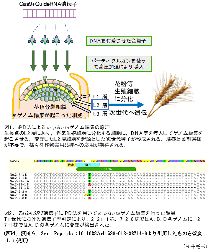 図1. iPB法による in planta ゲノム編集の原理,図2. TaGASR7遺伝子にiPB法を用いて in planta ゲノム編集を行った結果 