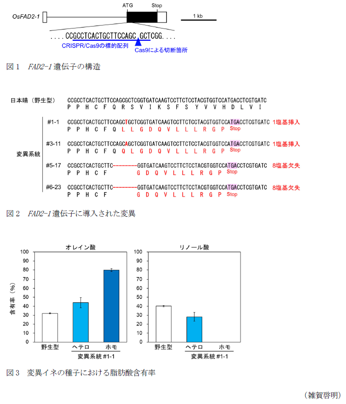 図1 FAD2-1遺伝子の構造,図2 FAD2-1遺伝子に導入された変異,図3 変異イネの種子における脂肪酸組成