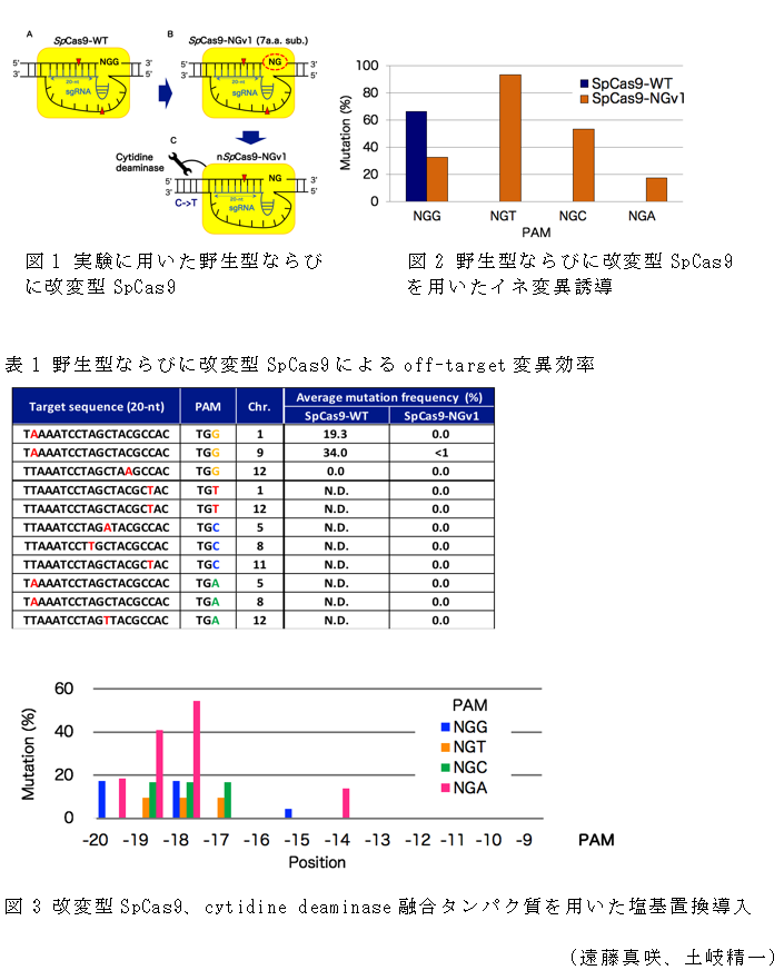 図1 実験に用いた野生型ならびに改変型SpCas9,図2 野生型ならびに改変型SpCas9を用いたイネ変異誘導,表1 野生型ならびに改変型SpCas9によるoff-target変異効率,図3 改変型SpCas9、cytidine deaminase融合タンパク質を用いた塩基置換導入