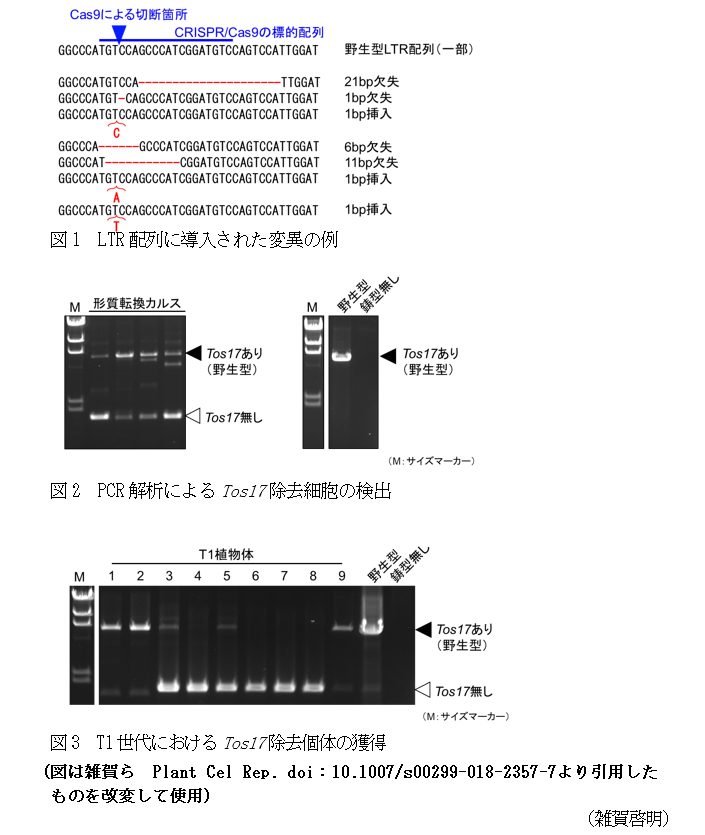 図1 LTR配列に導入された変異の例,図2 PCR解析によるTos17除去細胞の検出,図3 T1世代におけるTos17除去個体の獲得