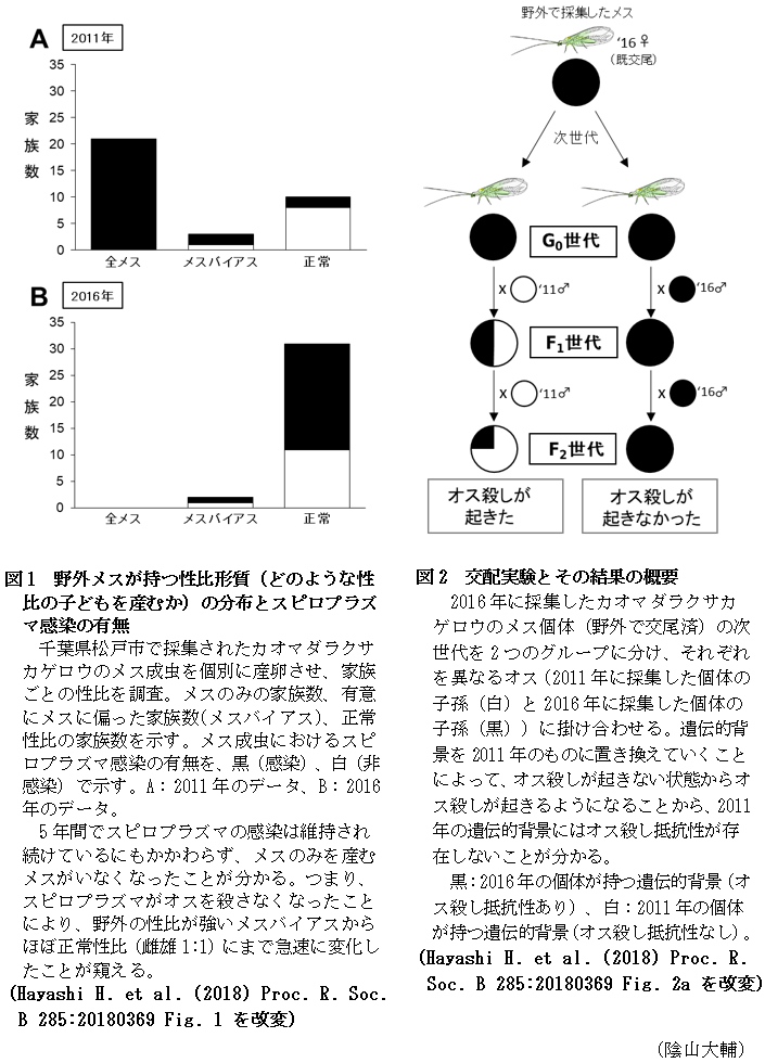 図1 野外メスが持つ性比形質(どのような性比の子どもを産むか)の分布とスピロプラズマ感染の有無,図2 交配実験とその結果の概要