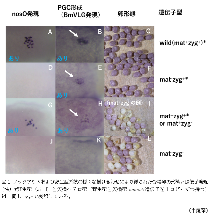 図1 ノックアウトおよび野生型系統の様々な掛け合わせにより得られた受精卵の形態と遺伝子発現(注)*野生型(wild)と欠損ヘテロ型(野生型と欠損型nanosO遺伝子を1コピーずつ持つ)は、同じzyg+で表記している