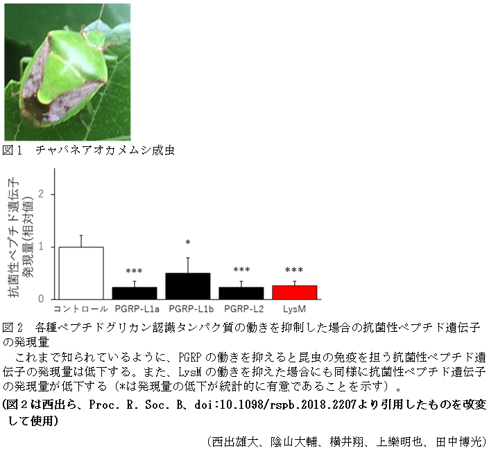 図1 チャバネアオカメムシ成虫,図2 各種ペプチドグリカン認識タンパク質の働きを抑制した場合の抗菌性ペプチド遺伝子の発現量