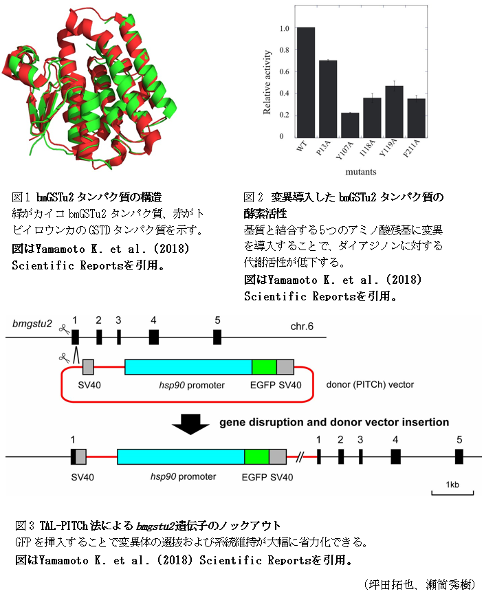 図1 bmGSTu2タンパク質の構造,図2 変異導入したbmGSTu2タンパク質の酵素活性,図3 TAL-PITCh法によるbmgstu2遺伝子のノックアウト