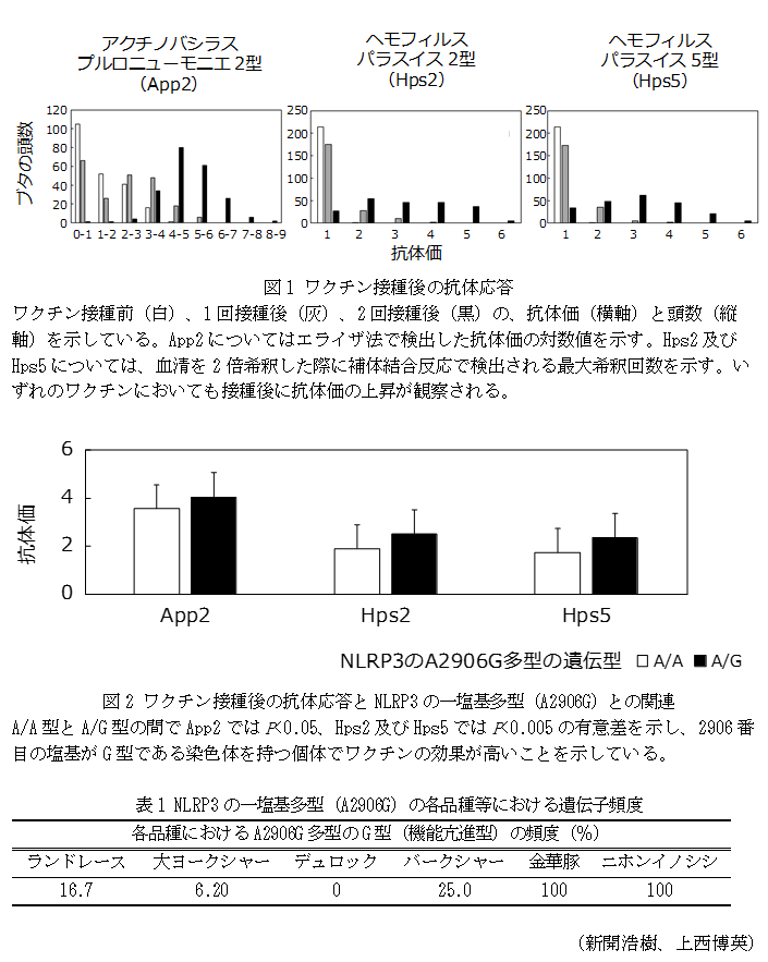 図1 ワクチン接種後の抗体応答,図2 ワクチン接種後の抗体応答とNLRP3の一塩基多型(A2906G)との関連,表1 NLRP3の一塩基多型(A2906G)の各品種等における遺伝子頻度