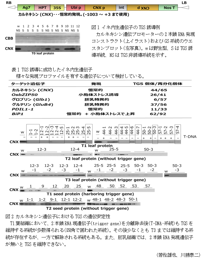 図1 イネ内生遺伝子のTGS誘導例表1 TGS誘導に成功したイネ内生遺伝子,図2 カルネキシン遺伝子におけるTGSの遺伝安定性