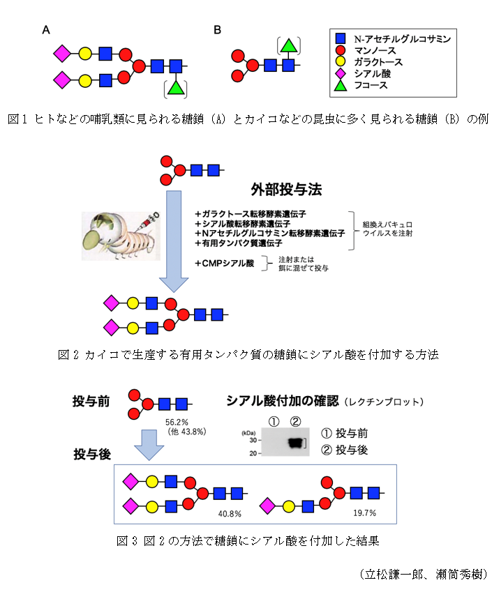 図1 ヒトなどの哺乳類に見られる糖鎖(A)とカイコなどの昆虫に多く見られる糖鎖(B)の例,図2 カイコで生産する有用タンパク質の糖鎖にシアル酸を付加する方法,図3 図2の方法で糖鎖にシアル酸を付加した結果