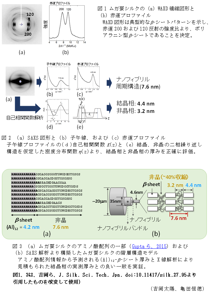 図1 ムガ蚕シルクの(a)WAXD繊維図形と(b)赤道プロファイル,図2 (a)SAXS図形と(b)子午線、および(c)赤道プロファイル,図3 (a)ムガ蚕シルクのアミノ酸配列の一部(Guptaら、2015)および(b)SAXS解析より構築したムガ蚕シルクの階層構造モデル