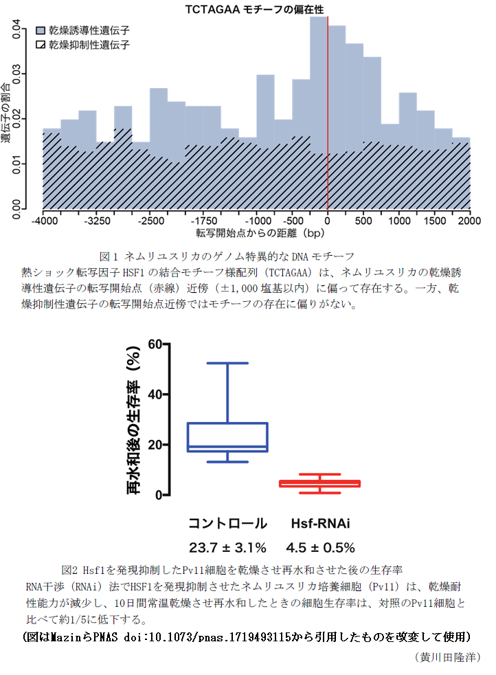 図1 ネムリユスリカのゲノム特異的なDNAモチーフ,図2 Hsf1を発現抑制したPv11細胞を乾燥させ再水和させた後の生存率