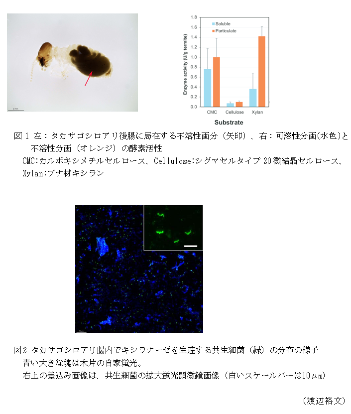 図1 左:タカサゴシロアリ後腸に局在する不溶性画分(矢印)、右:可溶性分画(水色)と不溶性分画(オレンジ)の酵素活性,図2 タカサゴシロアリ腸内でキシラナーゼを生産する共生細菌(緑)の分布の様子青い大きな塊は木片の自家蛍光