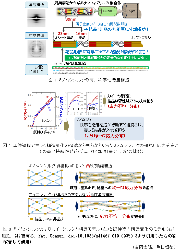 図1 ミノムシシルクの高い秩序性階層構造,図2 延伸過程で生じる構造変化の追跡から明らかとなったミノムシシルクの優れた応力分布とその高い持続性(ならびに、カイコ、野蚕シルクとの比較),図3 ミノムシシルクおよびカイコシルクの構造モデル(左)と延伸時の構造変化のモデル(右)