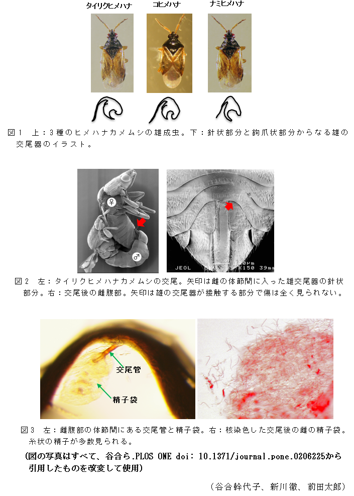 図1 上:3種のヒメハナカメムシの雄成虫。下:針状部分と鉤爪状部分からなる雄の交尾器のイラスト,図2 左:タイリクヒメハナカメムシの交尾。矢印は雌の体節間に入った雄交尾器の針状部分。右:交尾後の雌腹部。矢印は雄の交尾器が接触する部分で傷は全く見られない,図3 左:雌腹部の体節間にある交尾管と精子袋。右:核染色した交尾後の雌の精子袋。糸状の精子が多数見られる